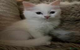 Mixed Breed cats for sale: Kitten for sale  - Image 1
