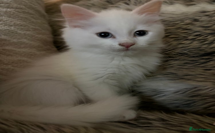 Mixed Breed cats - Advert 1