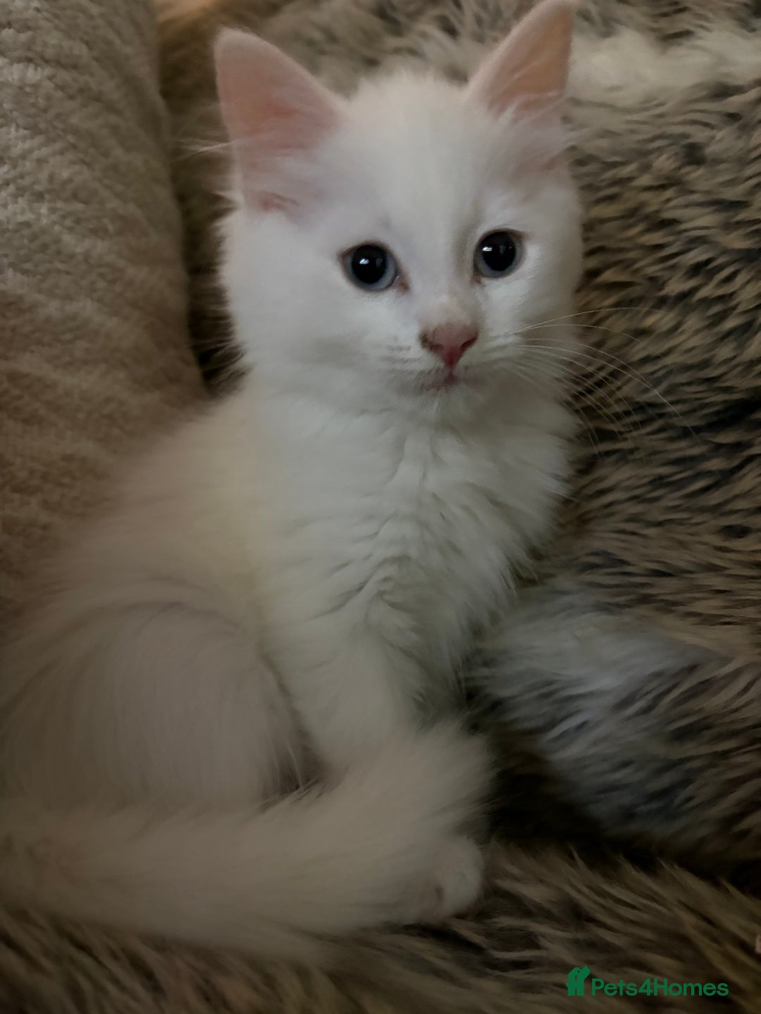 Mixed Breed cats for sale: Kitten for sale  - Image 1