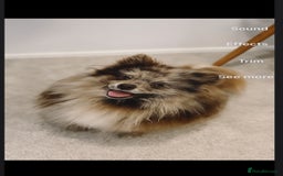 Pomeranian dogs for stud:  £50 top quality 5kg stud!chocolatemerle 🔥 - Image 1