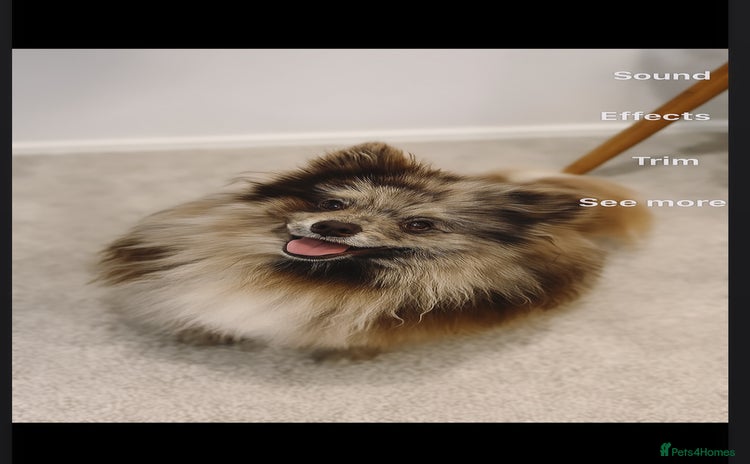 Pomeranian dogs - Advert 2