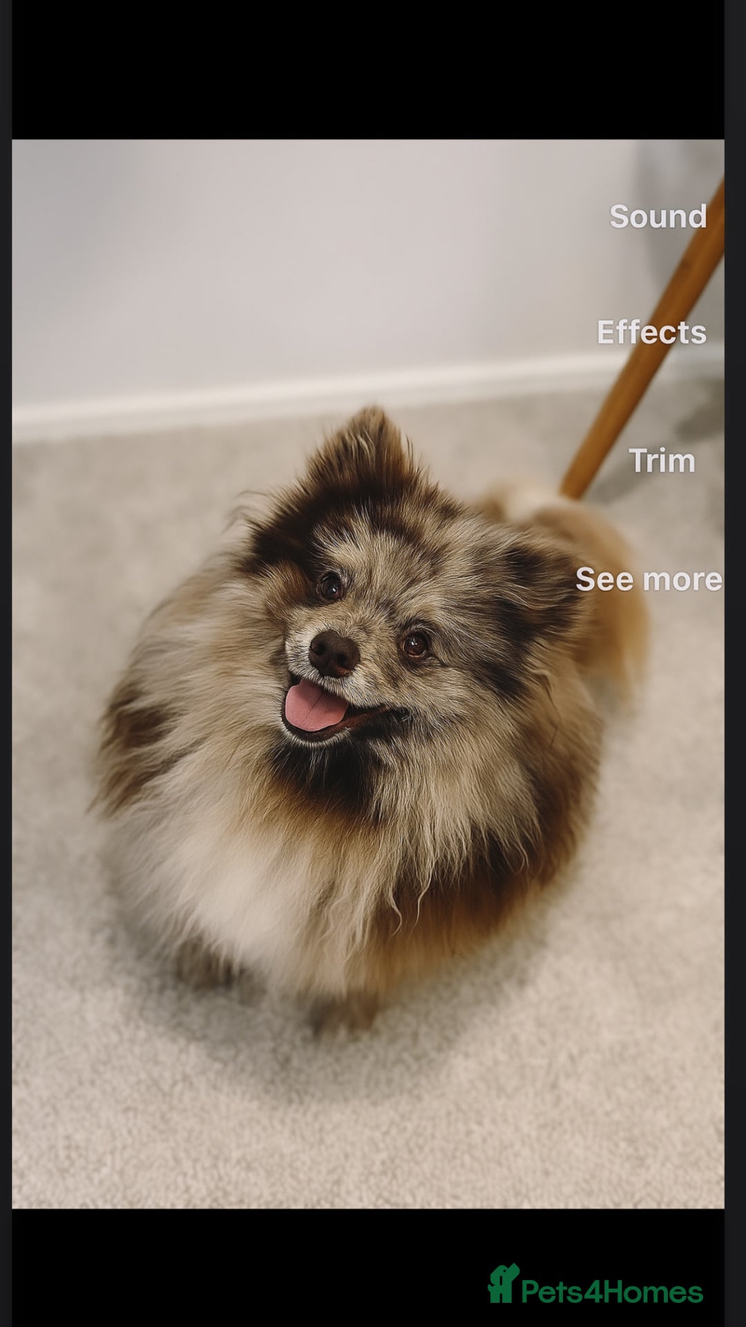 Pomeranian dogs for stud:  £50 top quality 5kg stud!chocolatemerle 🔥 - Image 1