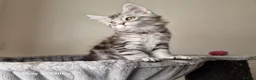 Maine Coon cats for sale: Licensed breeder-maine coon kittens - Advert 23
