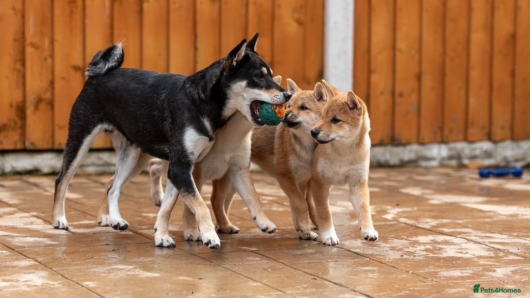 Japanese Shiba Inu dogs for sale: Last two beautiful girls - Advert 8