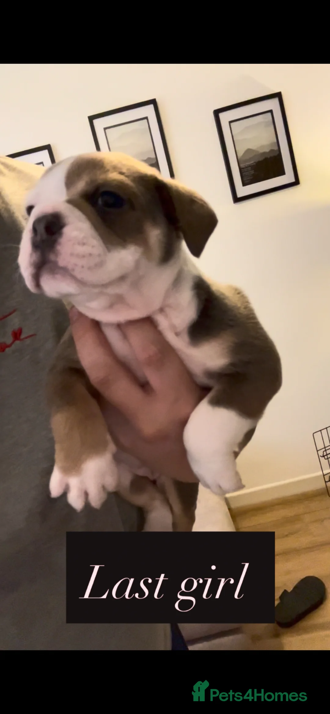 Olde English Bulldogge dogs for sale: Beautiful olde English bulldogs  - Advert 2