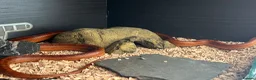 Corn Snake reptiles for sale: Hypo blood red corn snake female in Plymouth - Advert 8