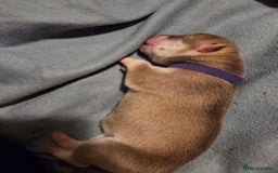 Mixed Breed dogs for sale: Shar pei cross husky puppies  - Image 7