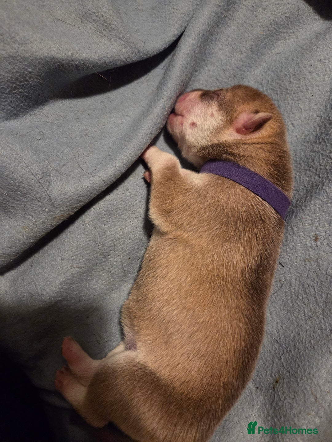 Mixed Breed dogs for sale: Shar pei cross husky puppies  - Image 7