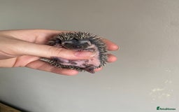 Pygmy Hedgehog rodents for sale: African Pygmy hoglet available to reserve  - Image 2