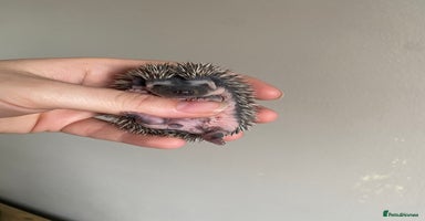 Pygmy Hedgehog rodents - Advert 5