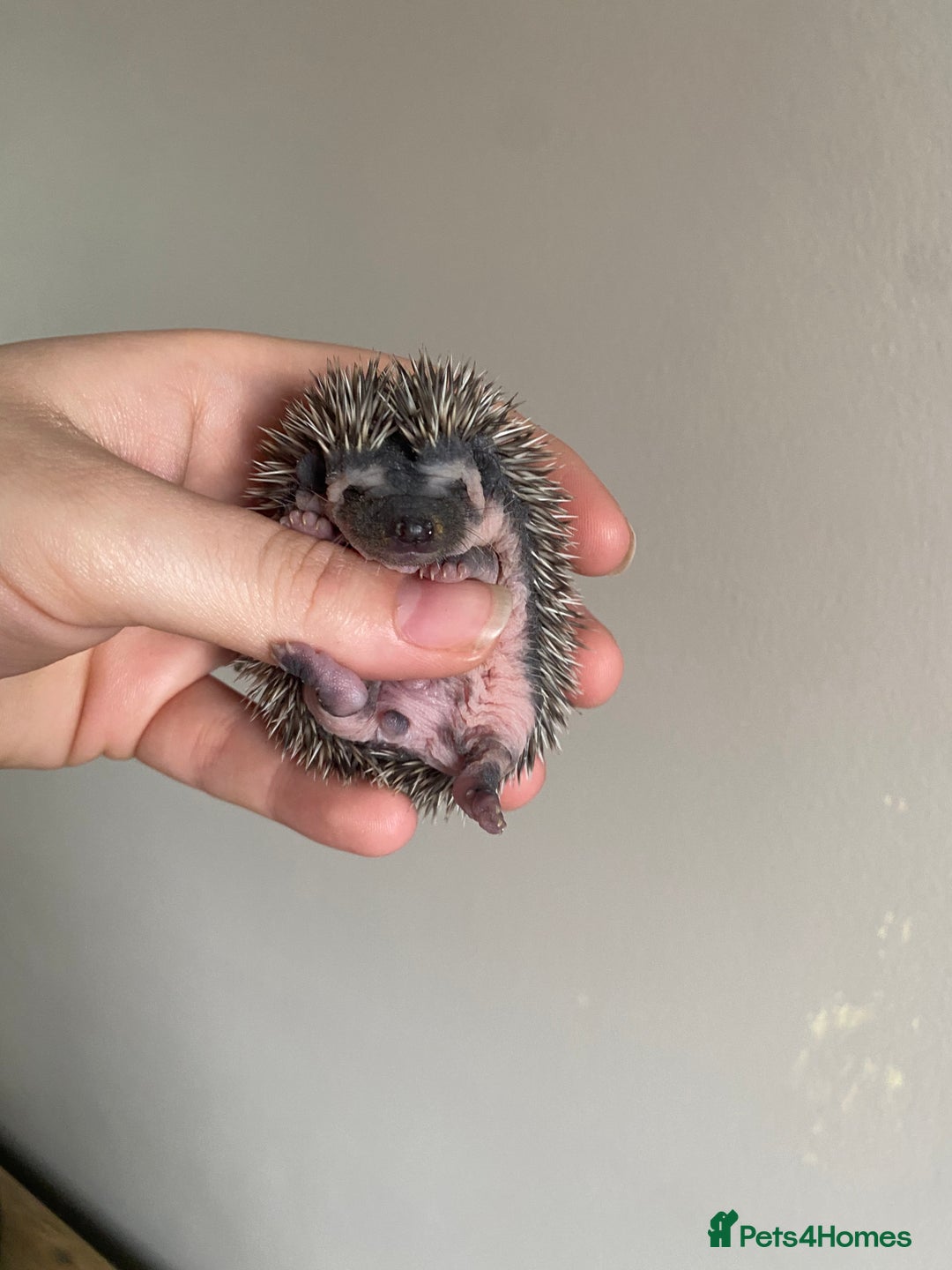 Pygmy Hedgehog rodents for sale: African Pygmy hoglet available to reserve  - Image 2