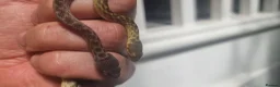 Snake reptiles for sale: Malagasy cat eyed snakes in Northampton - Advert 2