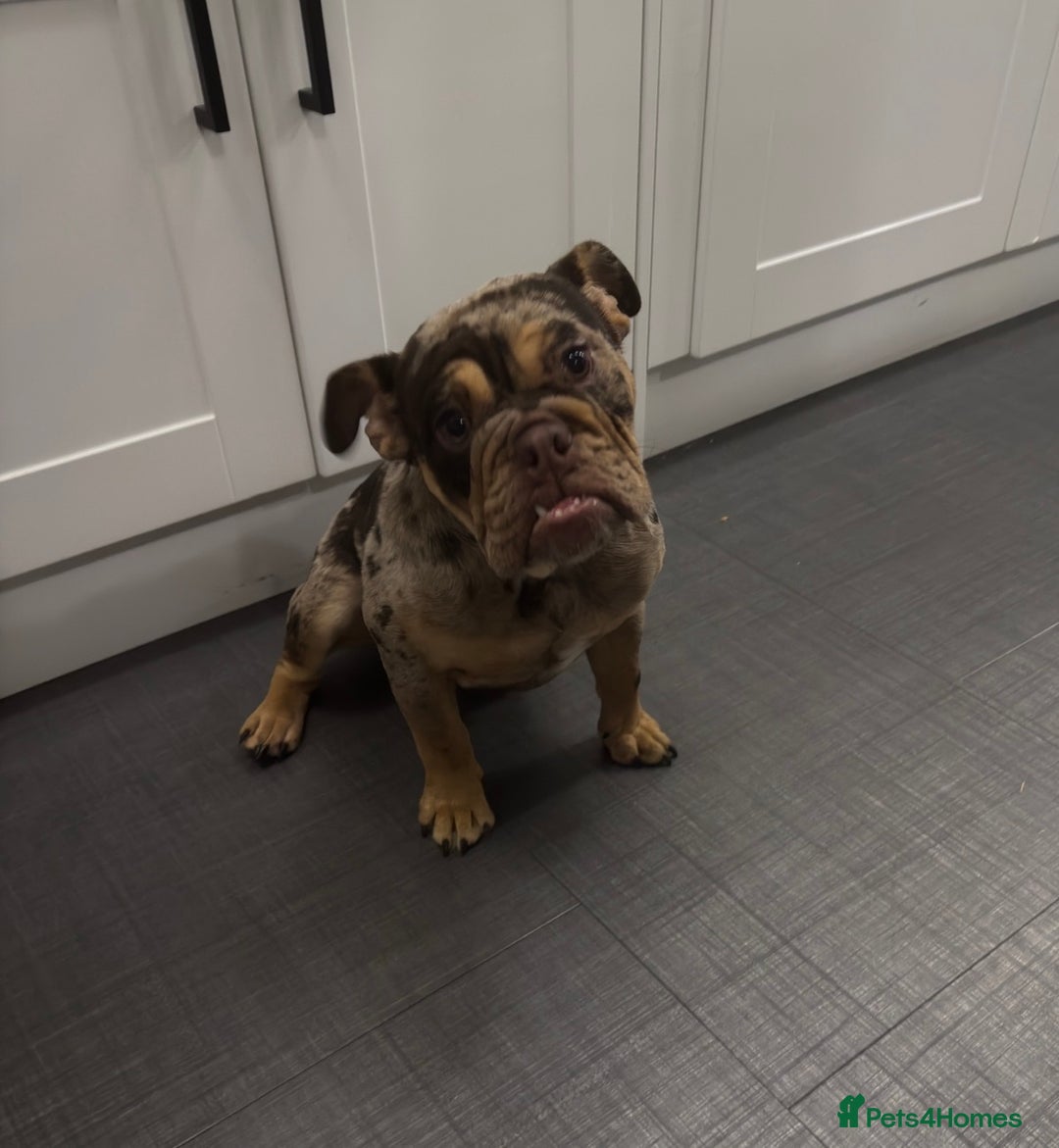 English Bulldog dogs for sale: Chocolate Tri Merle English Bulldog - Advert 9
