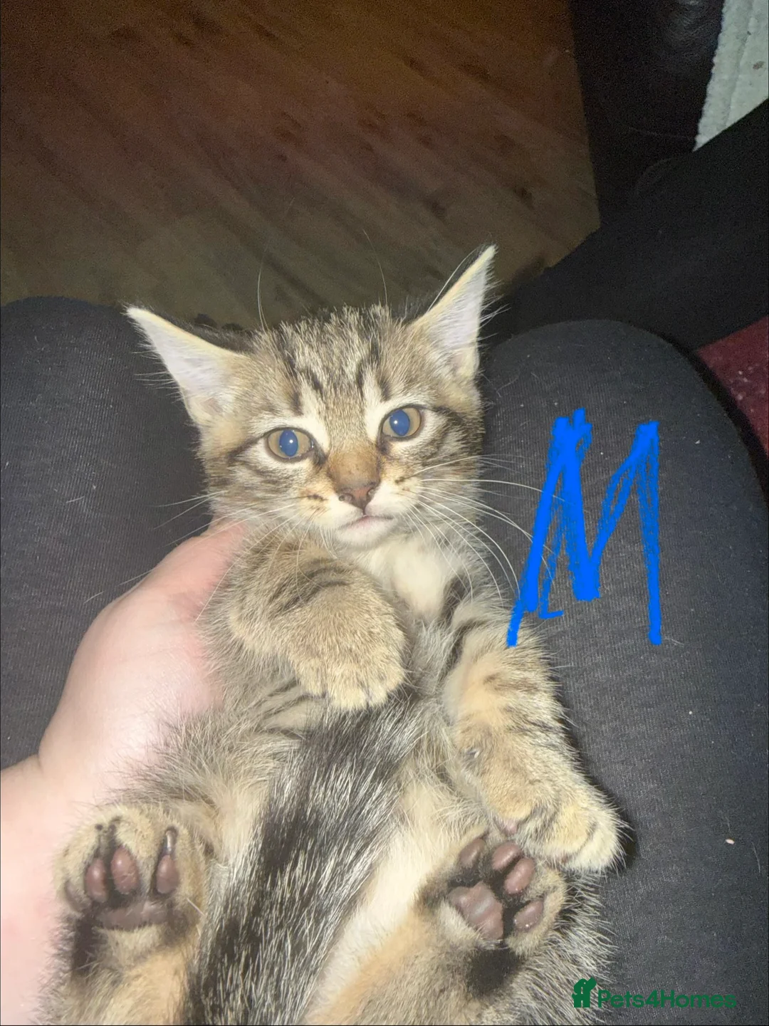 Mixed Breed cats for sale: Maine Coon Cross Kittens. - Advert 5