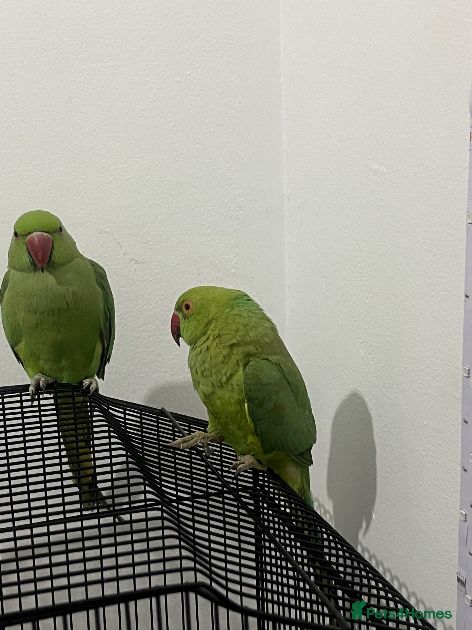Ringnecks birds Beautiful Female Indian Ringneck–Friendly & Health - Advert 2