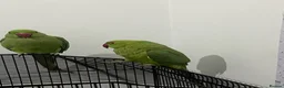 Ringnecks birds for sale: Beautiful Female Indian Ringneck–Friendly & Health - Advert 1
