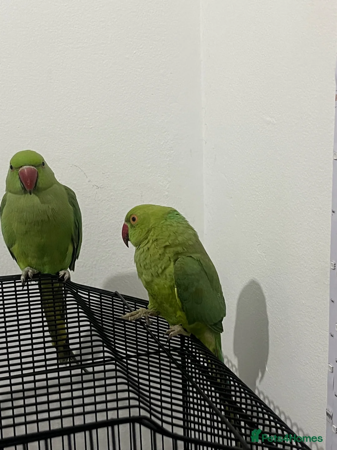 Ringnecks birds for sale: Beautiful Female Indian Ringneck–Friendly & Health - Advert 1