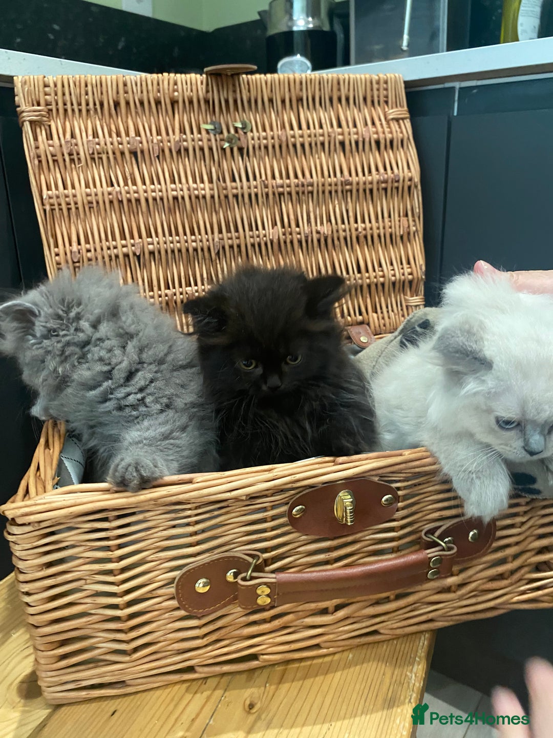 Selkirk Rex cats for sale: Beautiful selkirkrex babies - Image 4