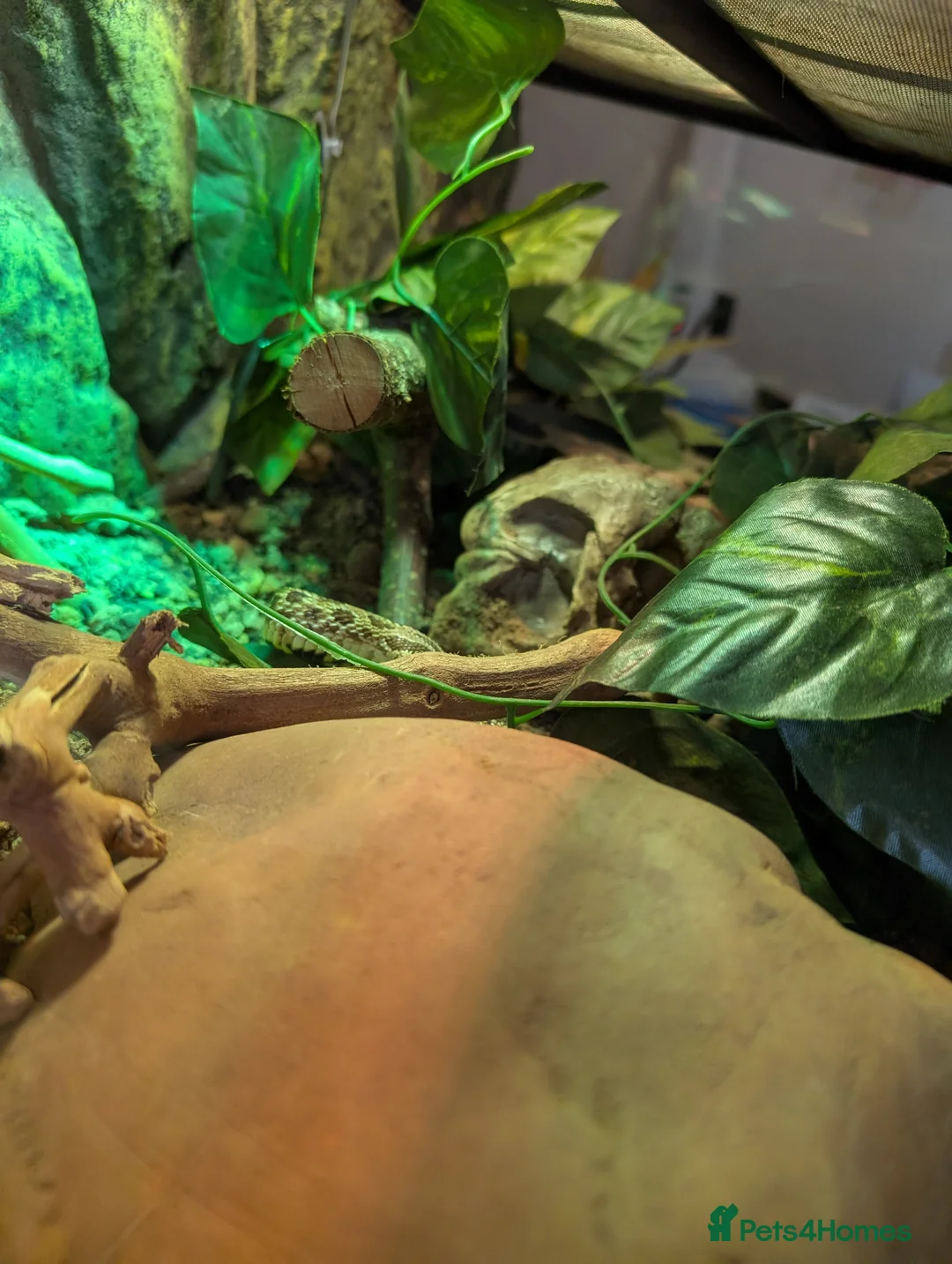 Snake reptiles for sale: Western hognose snake and equipment in Bournemouth - Advert 4