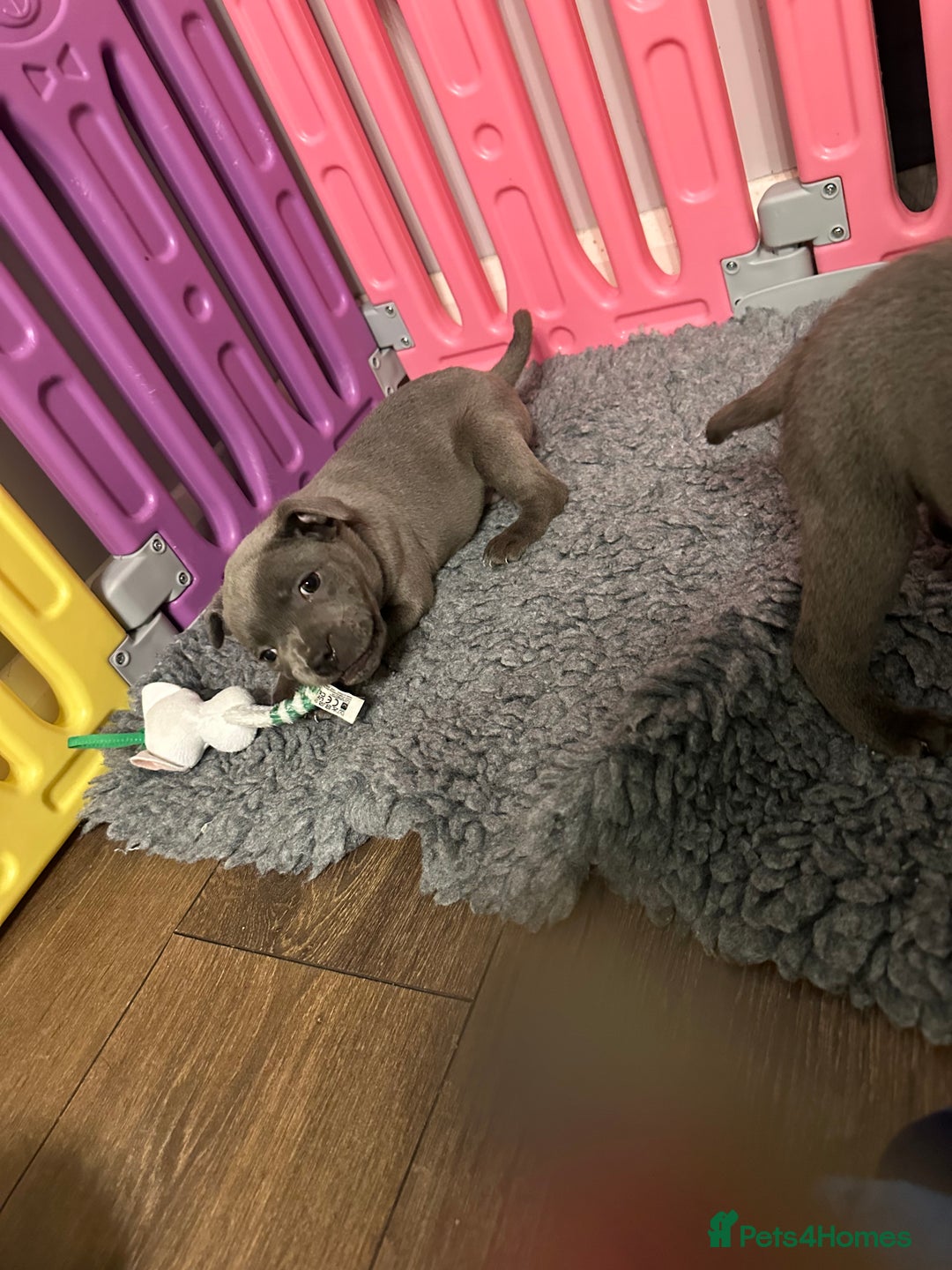 Staffordshire Bull Terrier dogs for sale: Adorable BLUE KC Pups *BULLSCAFF BLOODLINE* - Advert 6