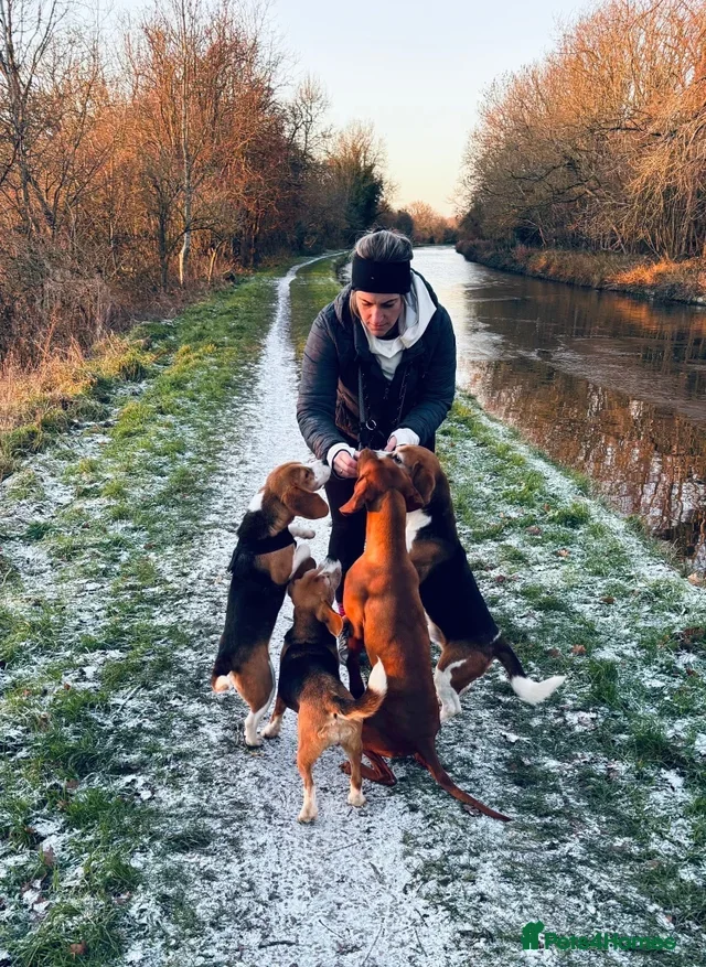 Beagle dogs KC reg, proven stud dog - Advert 2