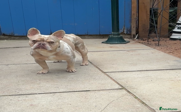 French Bulldog dogs KC Isabelle merle french bulldog  - Advert 1