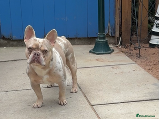 French Bulldog dogs KC Isabelle merle french bulldog - Advert 7