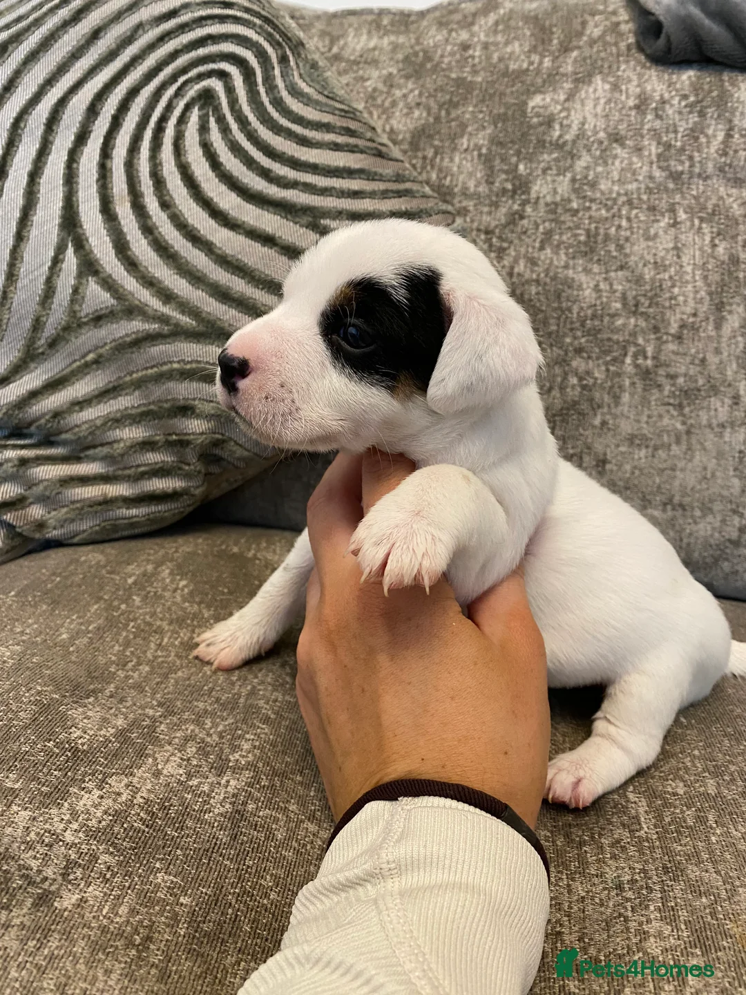 Jack Russell dogs for sale: 5 beautiful jack russell puppies  - Advert 4
