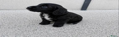 Cockapoo 3