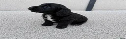 Cockapoo dogs for sale: Cockapoo puppies in London - Advert 5