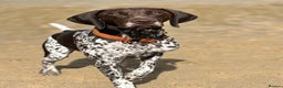 German Shorthaired Pointer dogs for sale: 2 Male GSPs Puppies still available  - Advert 4