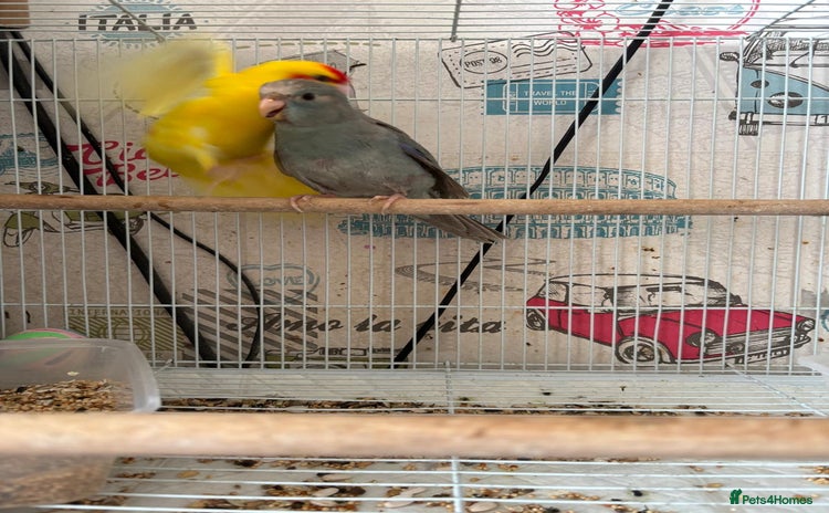 Parakeets birds - Advert 10