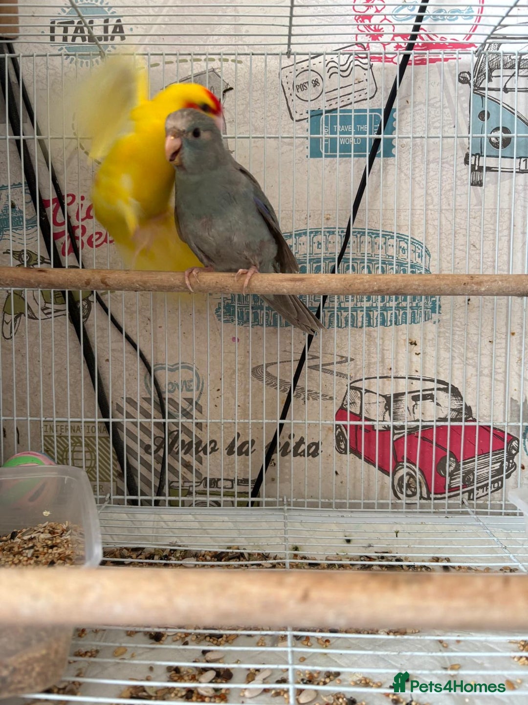 Parakeets birds for sale: Male kakariki  - Image 1