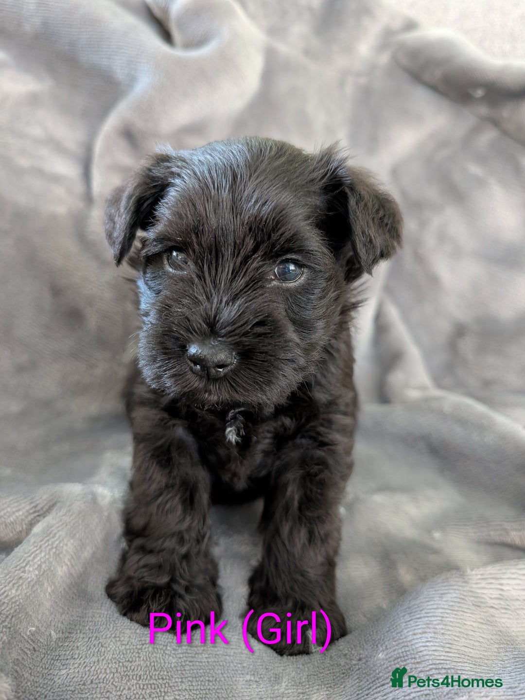 Miniature Schnauzer dogs for sale: Beautiful Miniature schnauzers - Advert 10