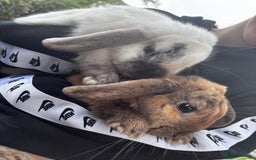 French Lop rabbits for sale: Rabbits to be sold together  - Image 5