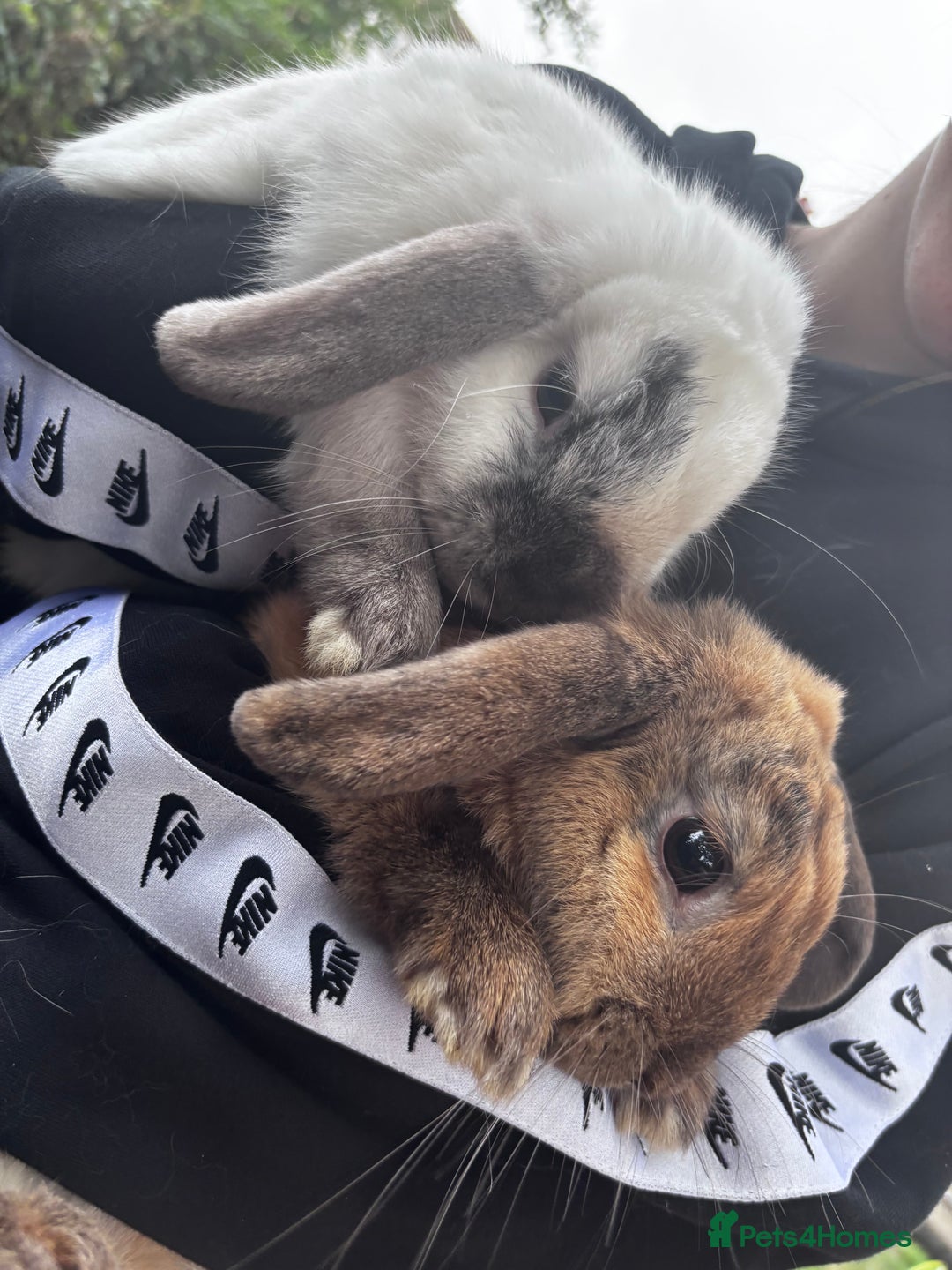 French Lop rabbits for sale: Rabbits to be sold together  - Image 5