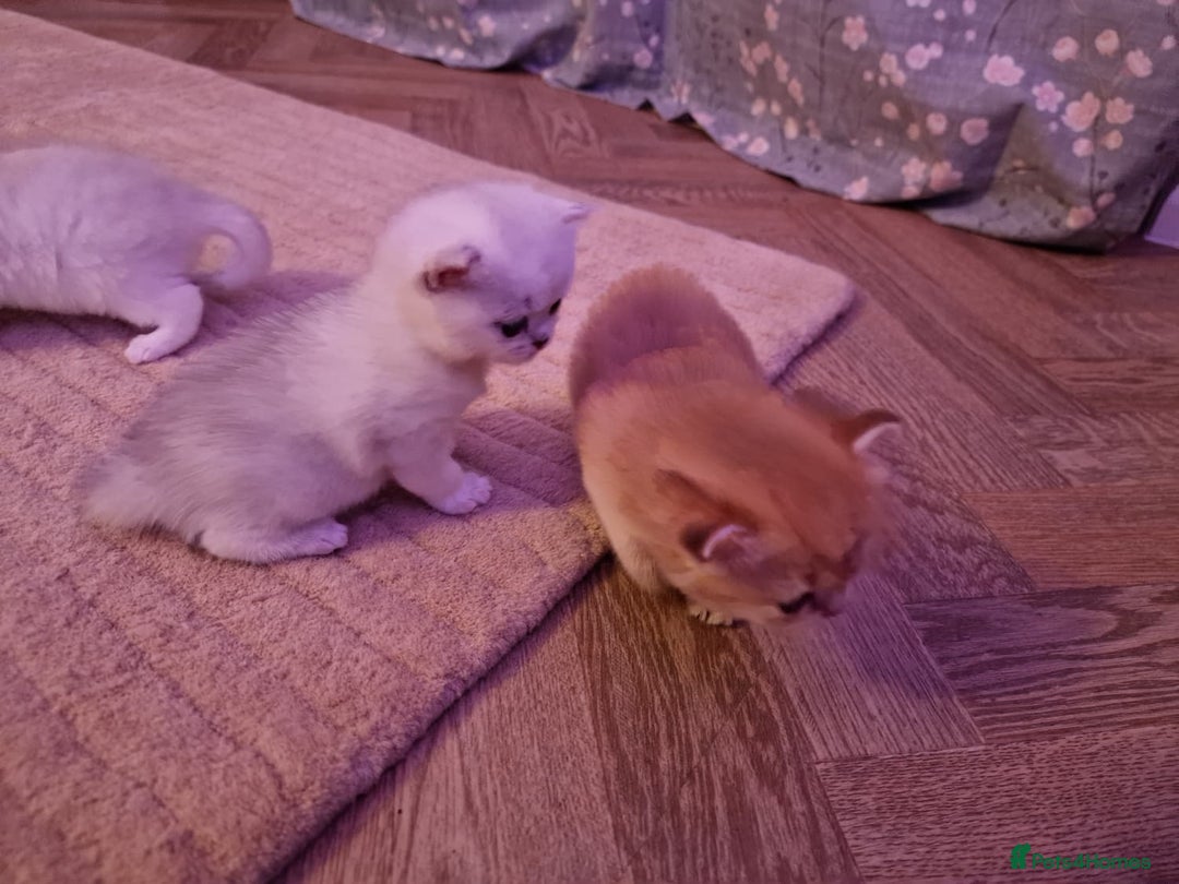 British Shorthair cats for sale: Rare Registered British Shorthair Chinchila Kitten - Image 12