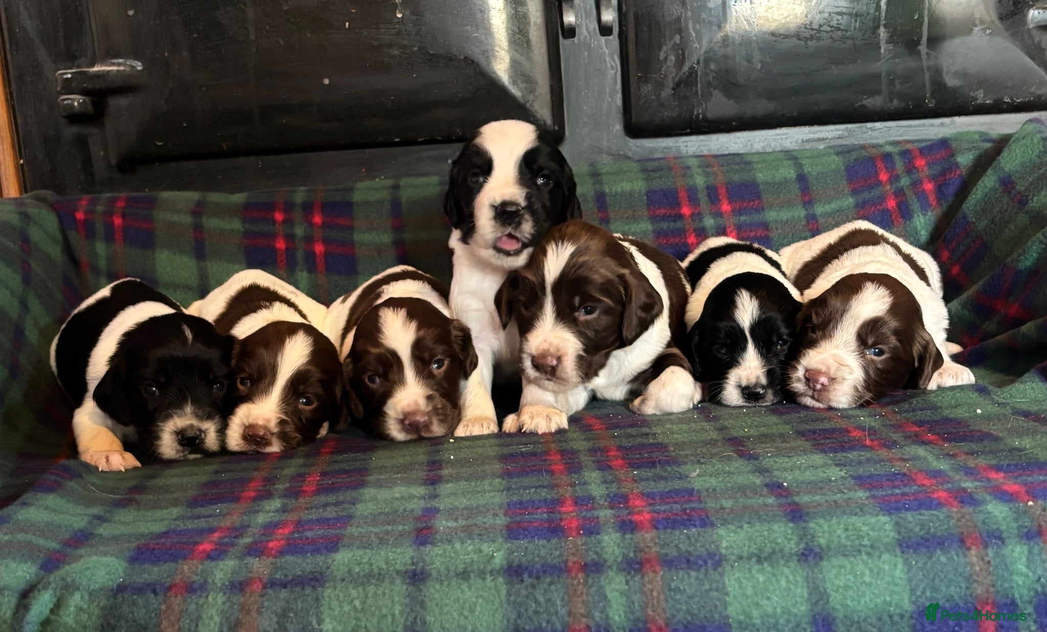 English Springer Spaniel dogs Superb Springer Spaniel puppies  - Advert 2