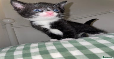 Mixed Breed cats - Advert 3