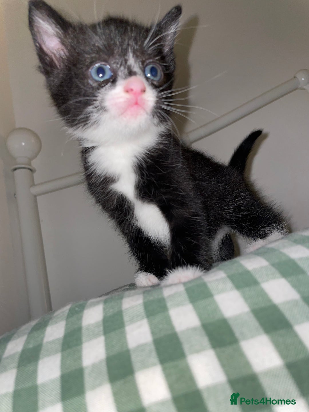 Mixed Breed cats for sale: Tuxedo kittens for sale  - Image 3