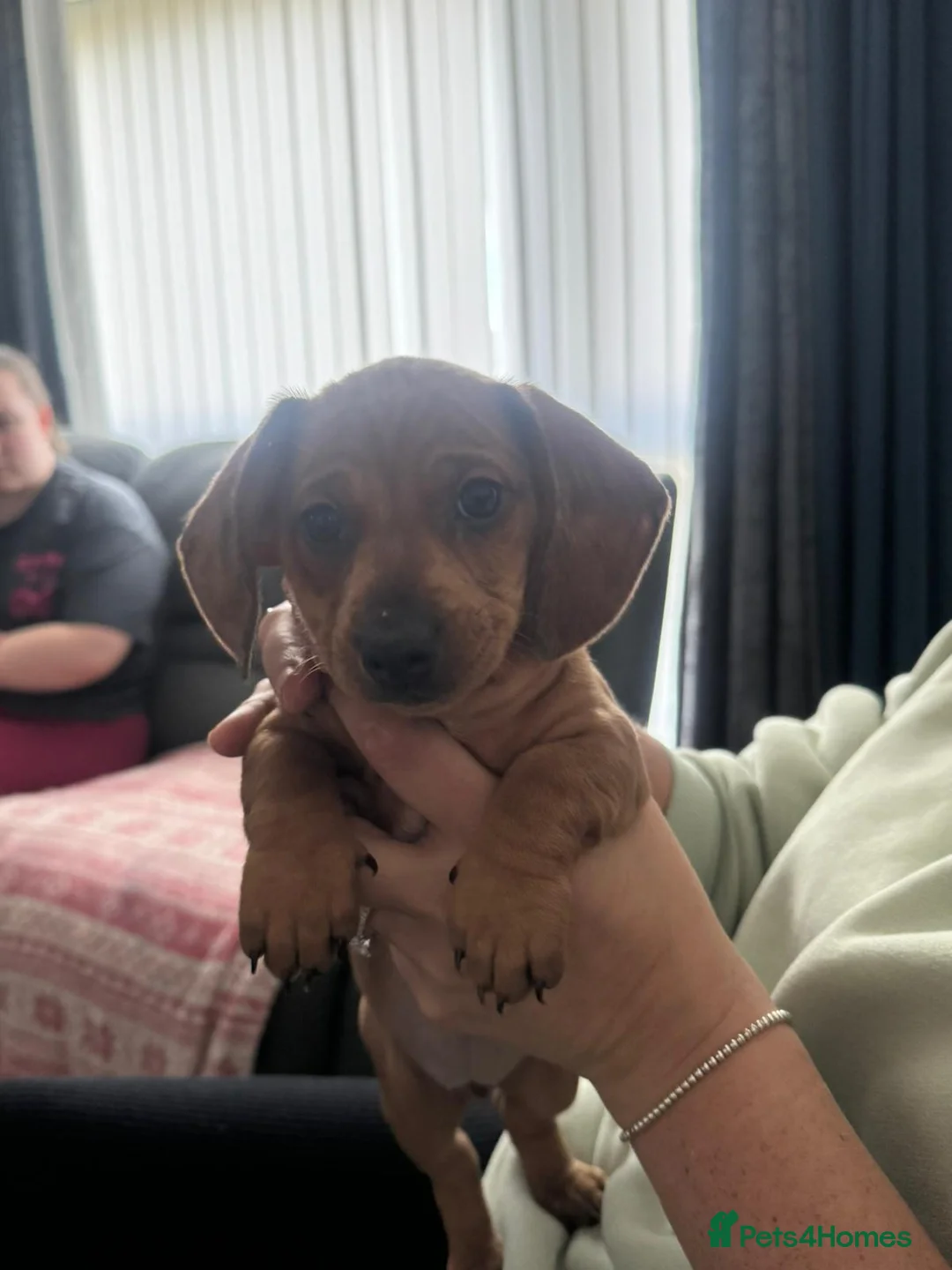Miniature Dachshund dogs for sale: 2 miniature dauchaunds red and red dapple. in Glasgow - Advert 28