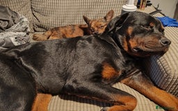 Rottweiler dogs for stud: ROTTWEILER FOR STUD - Image 10