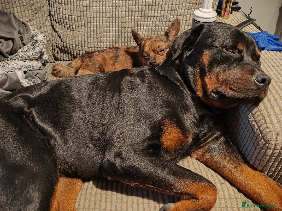 Rottweiler dogs for stud: ROTTWEILER FOR STUD - Image 10
