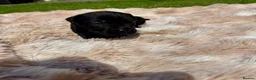 Cane Corso dogs for sale: Cane corso - Advert 4