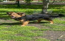 Mixed Breed dogs for adoption: 💙🐶 ELVIS 🐶💙 - Image 7