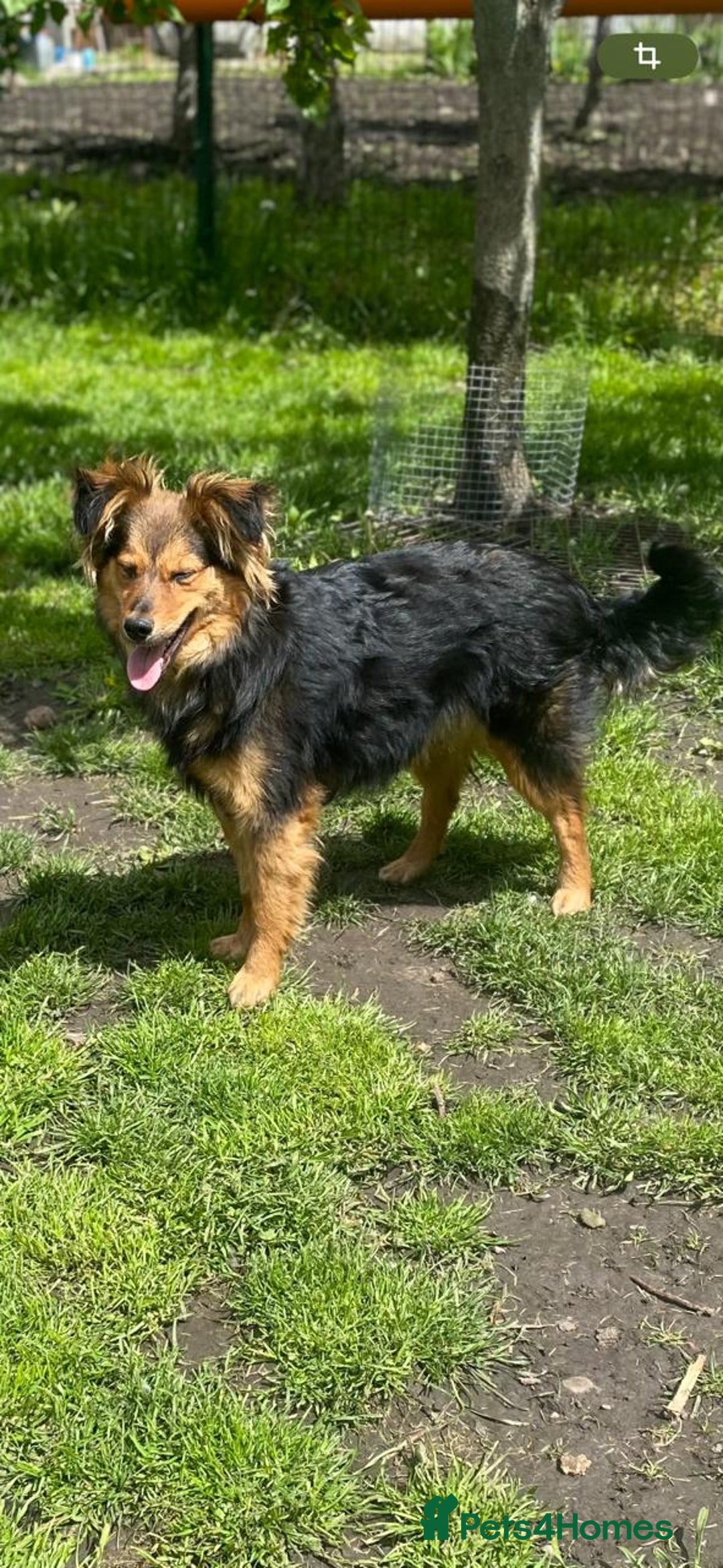 Mixed Breed dogs for adoption: 💙🐶 ELVIS 🐶💙 - Image 7