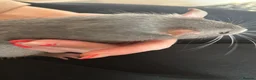 Rat rodents for sale: 4x rats and cage looking for rehoming read ad - Advert 5