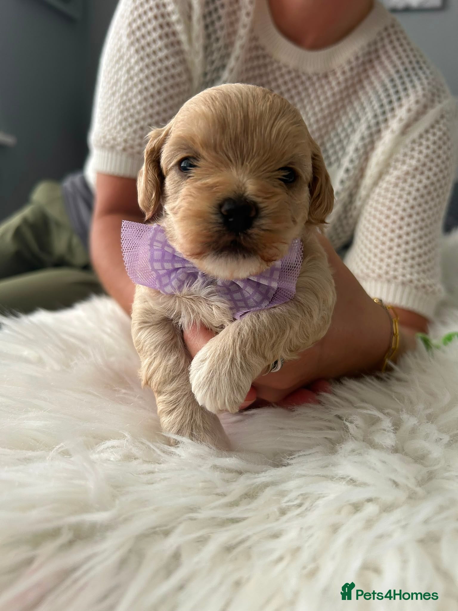 Maltipoo dogs ⭐Tiny Maltipoo Puppies |Maltese x Asian Toy Poodle - Advert 1