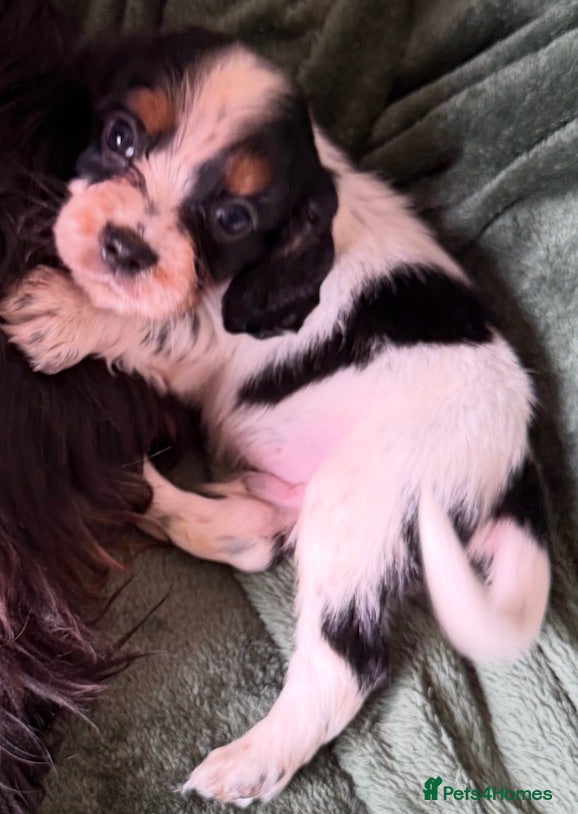 Cockalier dogs Beautiful, health tested cockalier puppies.  - Advert 10