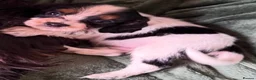 Cockalier dogs for sale: Beautiful, health tested cockalier puppies.  - Advert 2